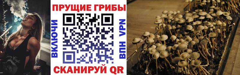 Галлюциногенные грибы Psilocybe  купить наркоту  Малмыж 